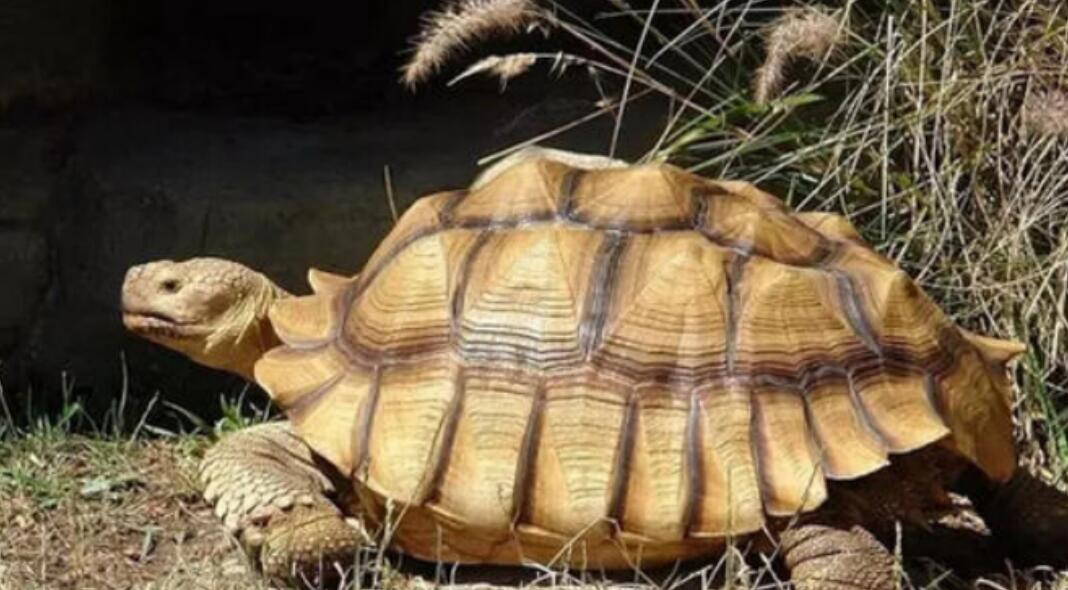 苏卡达陆龟被丢垃圾桶了,苏卡达陆龟乌龟火化