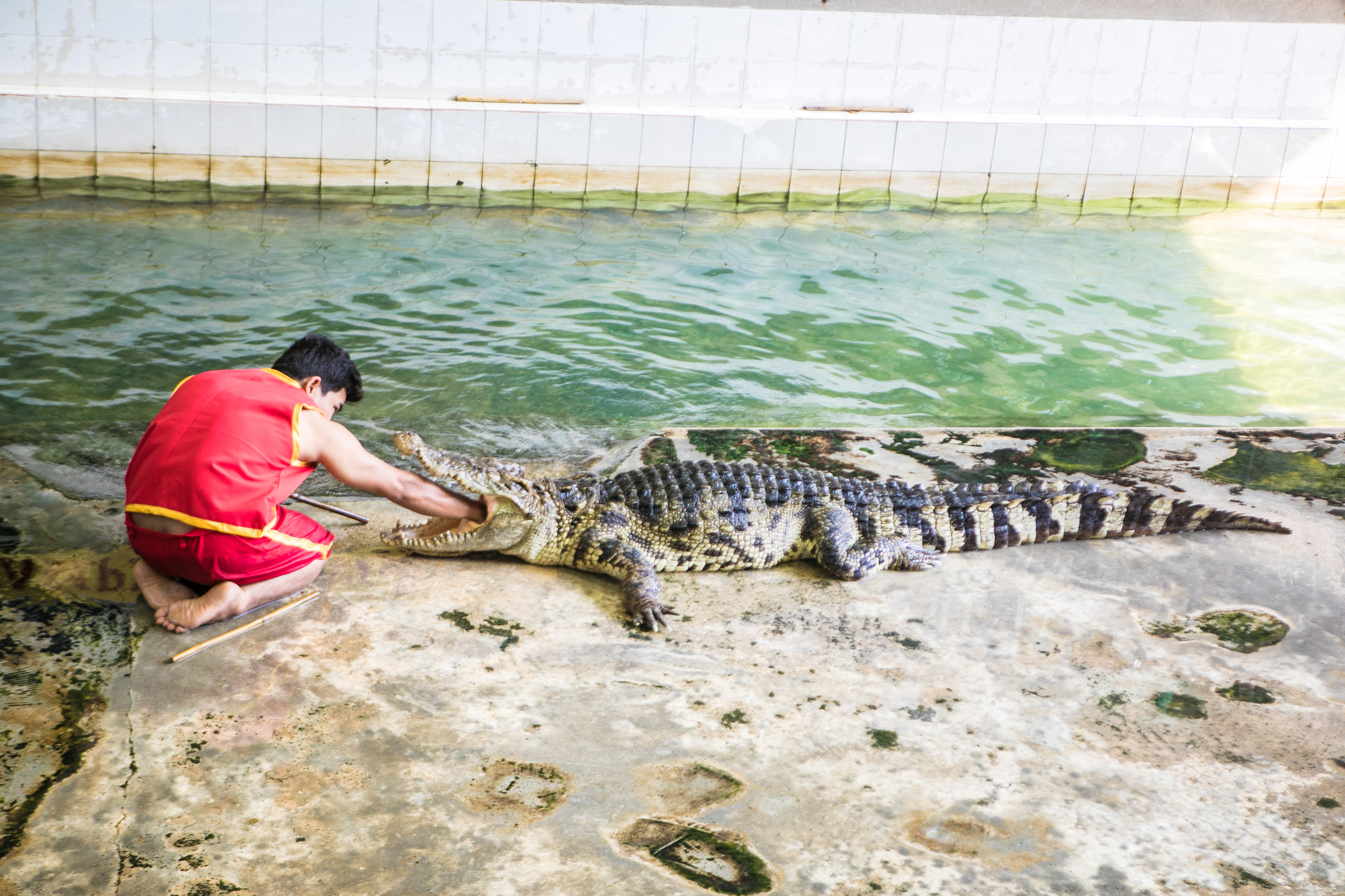 大象在泰国和印度象征着什么,大象是泰国的象征英语