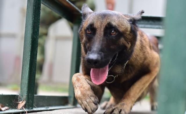 警犬执行任务牺牲训导员赶到哭了,功勋警犬山地奔袭3小时中暑晕厥