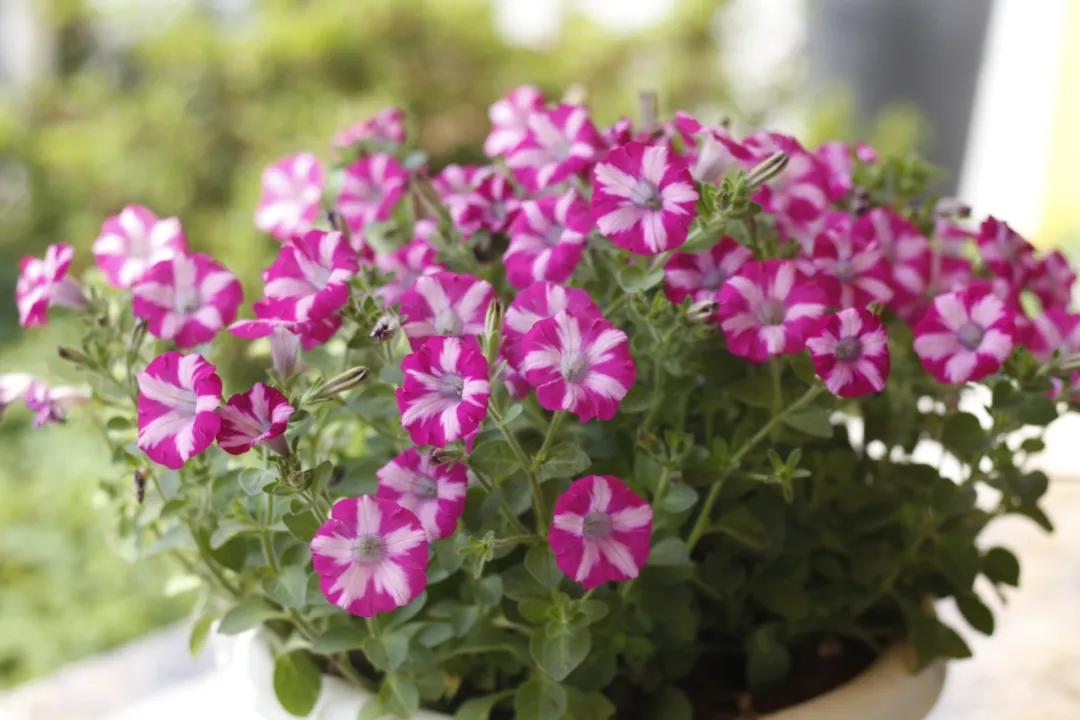 这43个来自世界各地的新品种,快来看看有没有你的菜