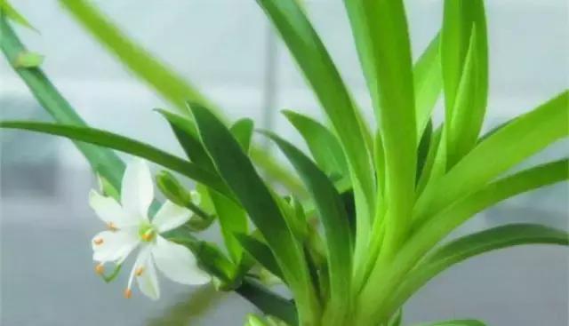 吊兰蔫了怎么办,吊兰变黄了怎么补救