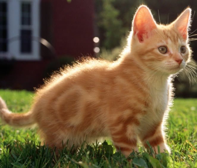 猫咪寄生虫感染人的途径,猫咪寄生虫感染用什么最好