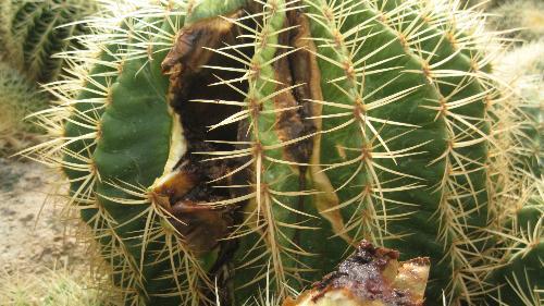 仙人球夏季养护注意事项,仙人球老是烂根怎么办