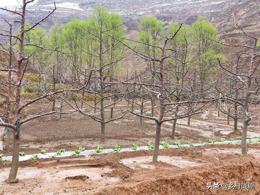 矮化苹果树的优点与缺点,果农为什么对苹果树进行矮化