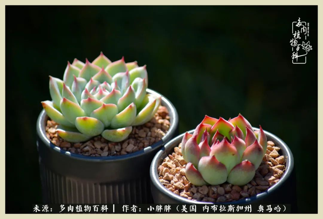 多肉小白入坑攻略,多肉小白2个月成功入坑
