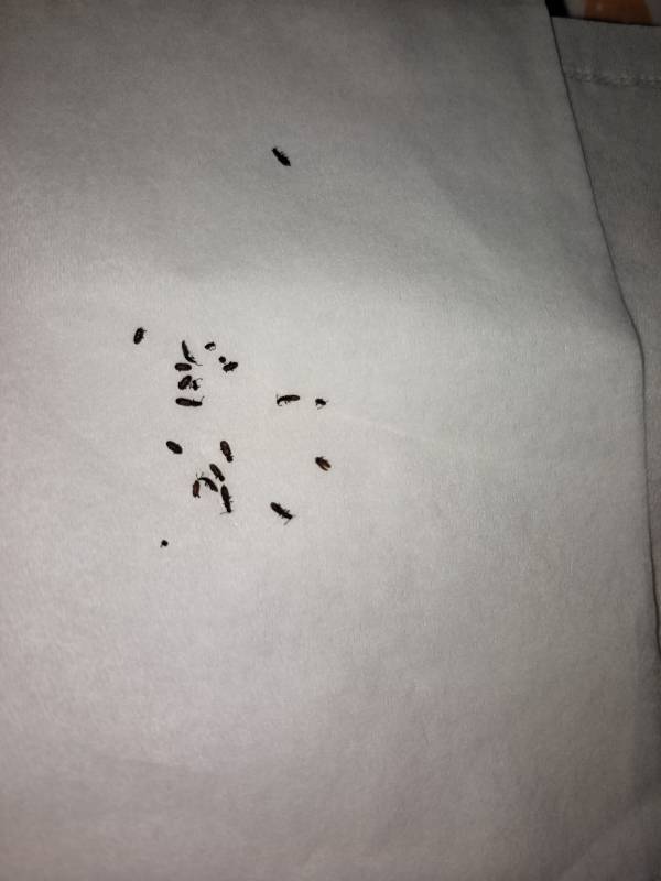 卫生间有虫子怎么除去,卫生间有虫子怎么消灭最快