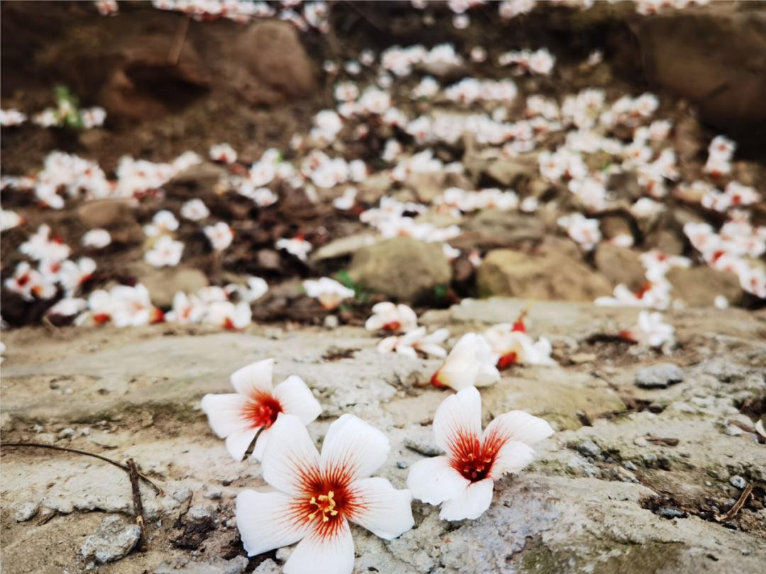 重庆北碚清明节踏青好去处,重庆巴南踏青一日游最佳攻略