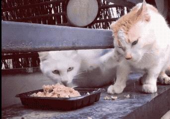 猫咪厌食的原因和解决方法,猫咪突然吃猫粮吃得很少怎么办