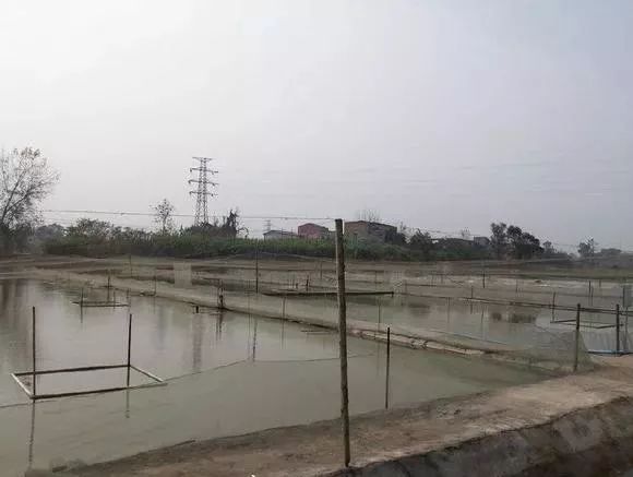 水产养殖池漏水处理方法,池塘渗水漏水怎么办