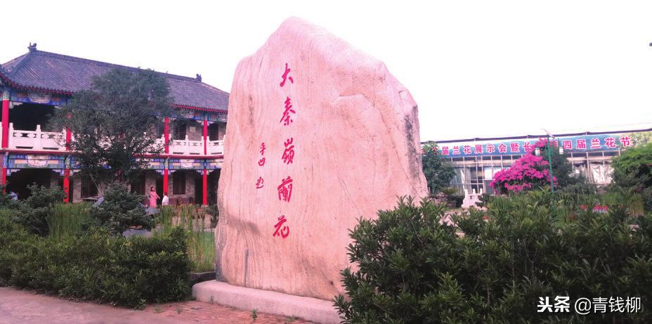 陕西秦岭兰花基地,陕西大秦岭兰花生态种植园