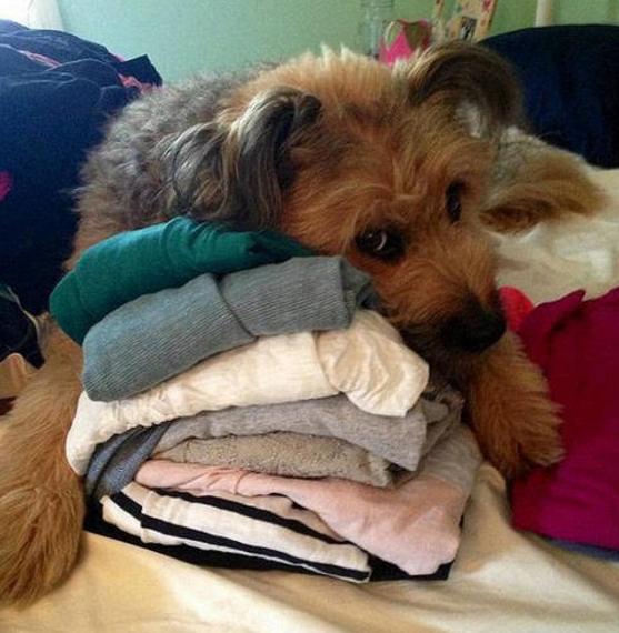 狗狗独自在家怎么解闷,狗狗自己在家怎么办