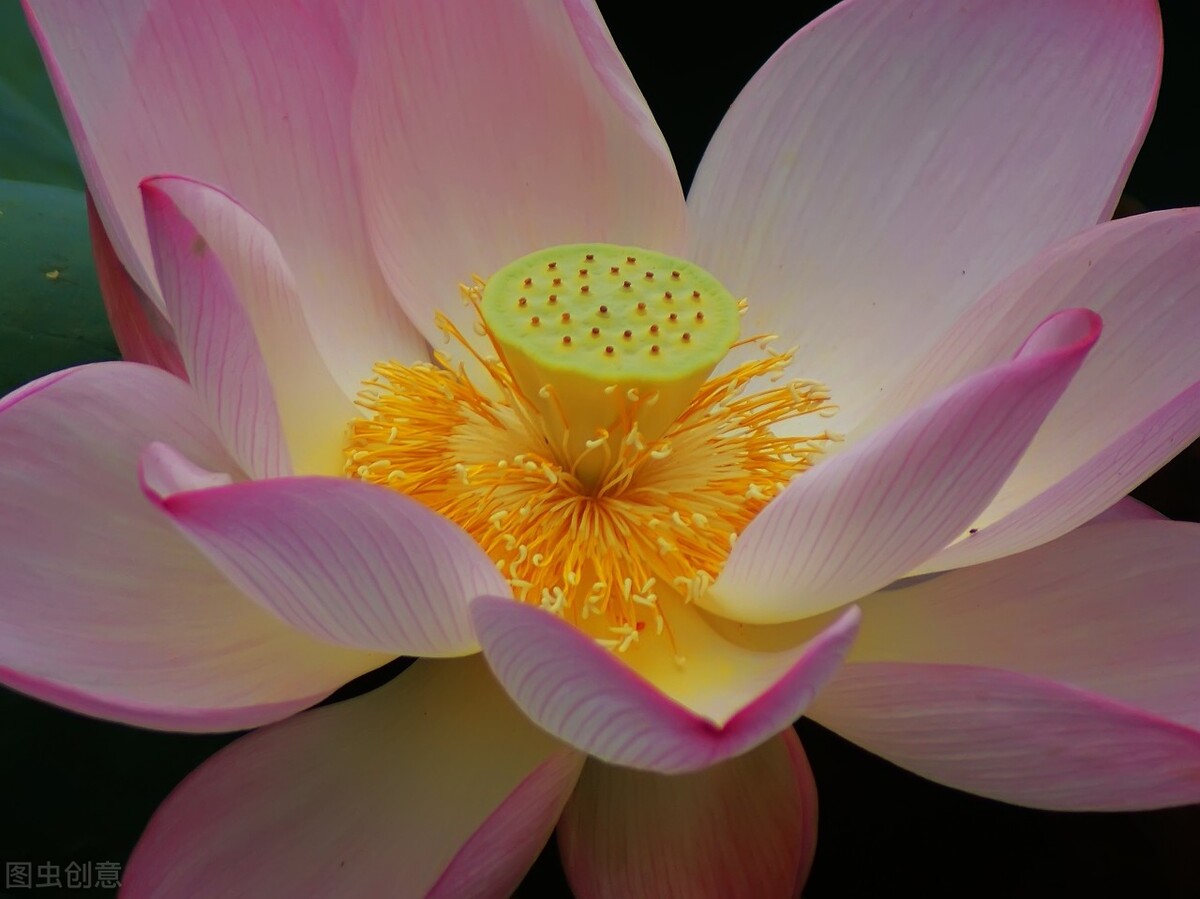 荷花怎么拍好看又有创意视频,教你拍摄荷花的四个意境