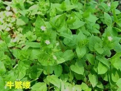 地里的野菜不认识拍照片怎么查,农田常见100种杂草图谱名称