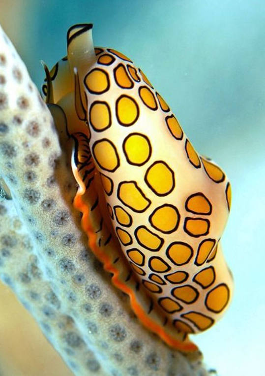 各种各样的真的小蜗牛,美丽的蜗牛图片