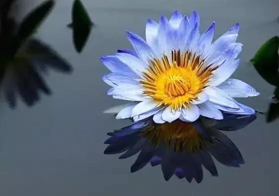 中国十大名贵稀有植物物种,全身是宝的名贵植物有哪些