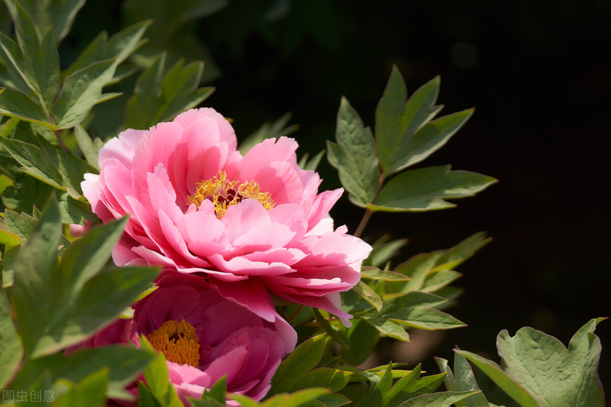 幸福标志图片大全,幸福人家的意思