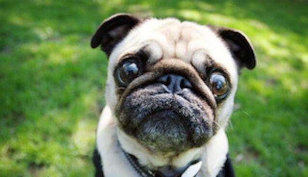 狗狗去世如何处理,狗狗去世了怎么处理