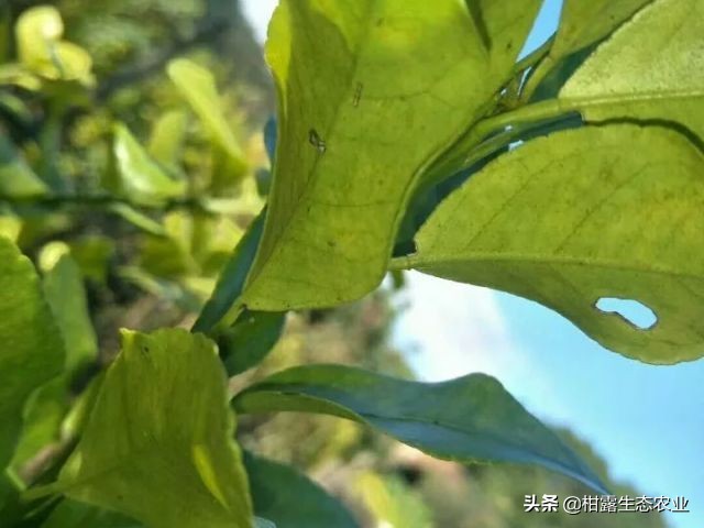 怎么判断柑橘树是黄龙病,如何防治黄龙病