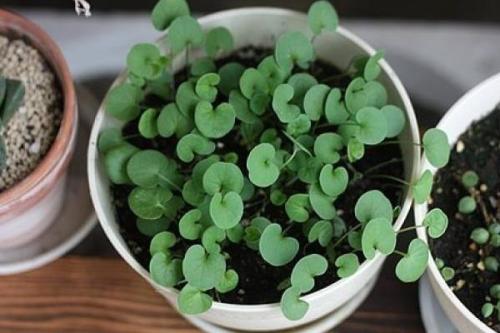 像马蹄金一样的草是什么草,这种草很珍贵堪称宝物却是白菜价