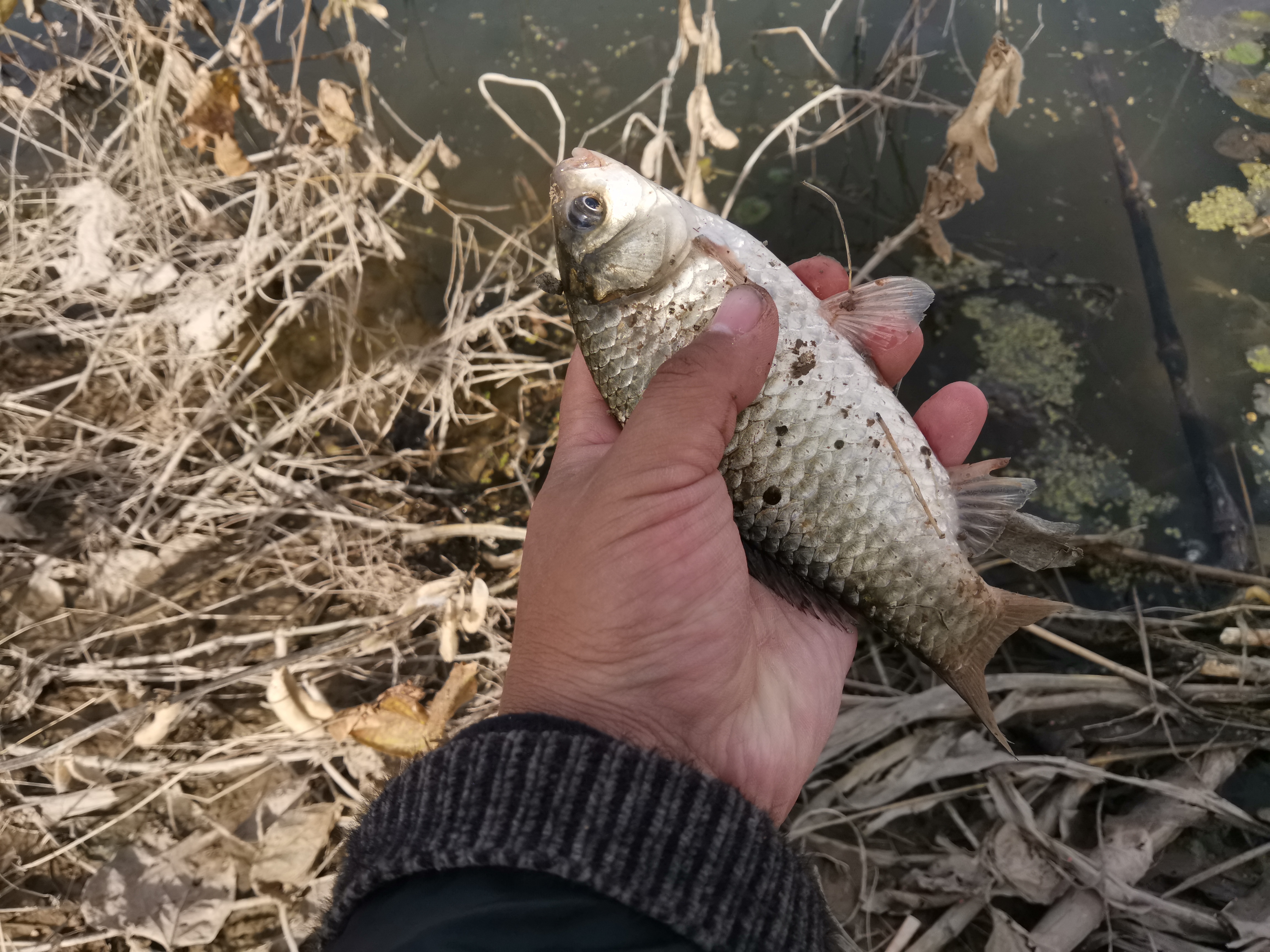 厨房常用调料钓鱼,厨房钓鱼调味料