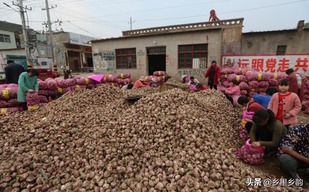 2023年大蒜蒜薹最新行情,今年蒜薹行情怎么样啊