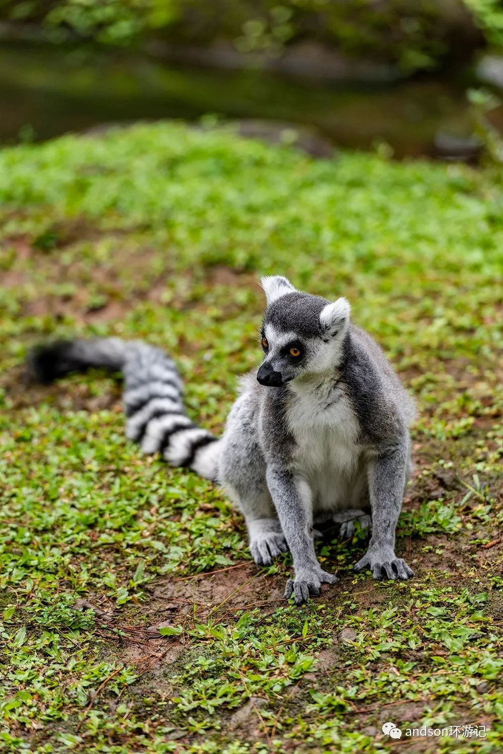 印尼你好怎么发音,印尼歌曲你好傻