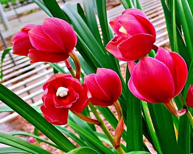 大将军兰花与香妃兰花哪个更好,兰花大将军属于什么品种几月开花