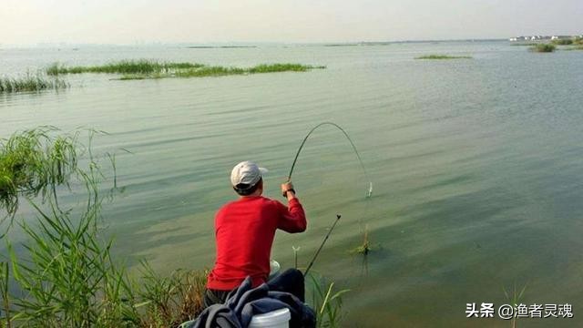 “甩籽”期鲤鱼如何垂钓,找准钓点,轻松垂钓特殊鱼情