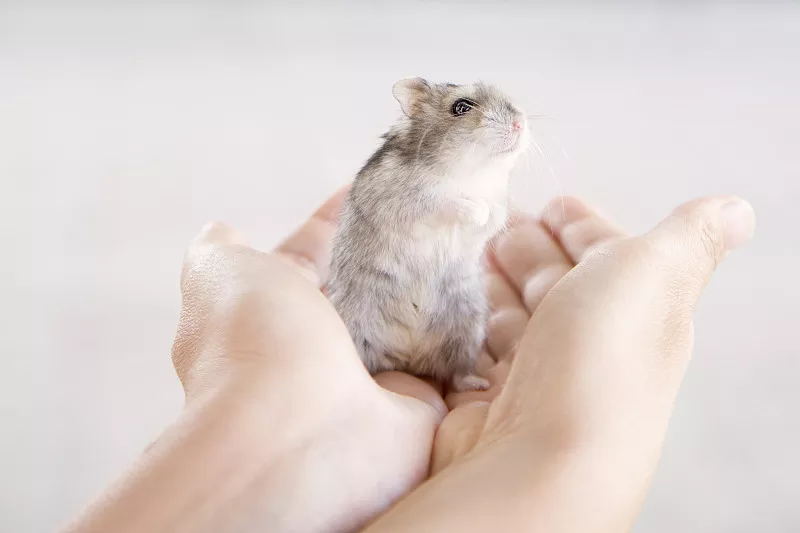 宠物仓鼠咬人流血了怎么办,仓鼠咬人伤口一般什么样子