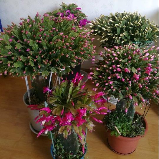 10种“吉利花”,“穷养”才能长大,越挤越壮实,越大越“旺家”