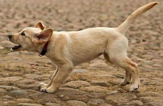 小狗10种吸引狗狗过来的叫声,狗狗叫声像狼嚎一样是怎么回事