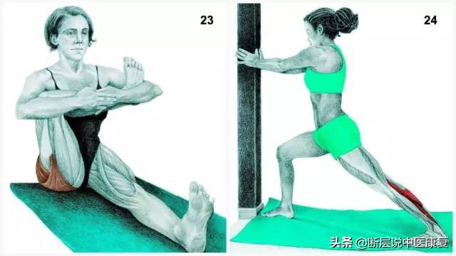 拉伸训练彩色图谱pdf电子版,常见肌肉拉伸合集