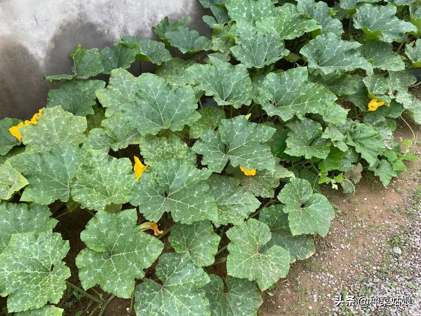 南瓜挂果的地方长侧枝该不该打掉,南瓜要怎么种才结瓜多