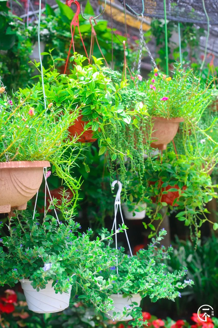 布吉哪里的房租最便宜,布吉房租为什么便宜