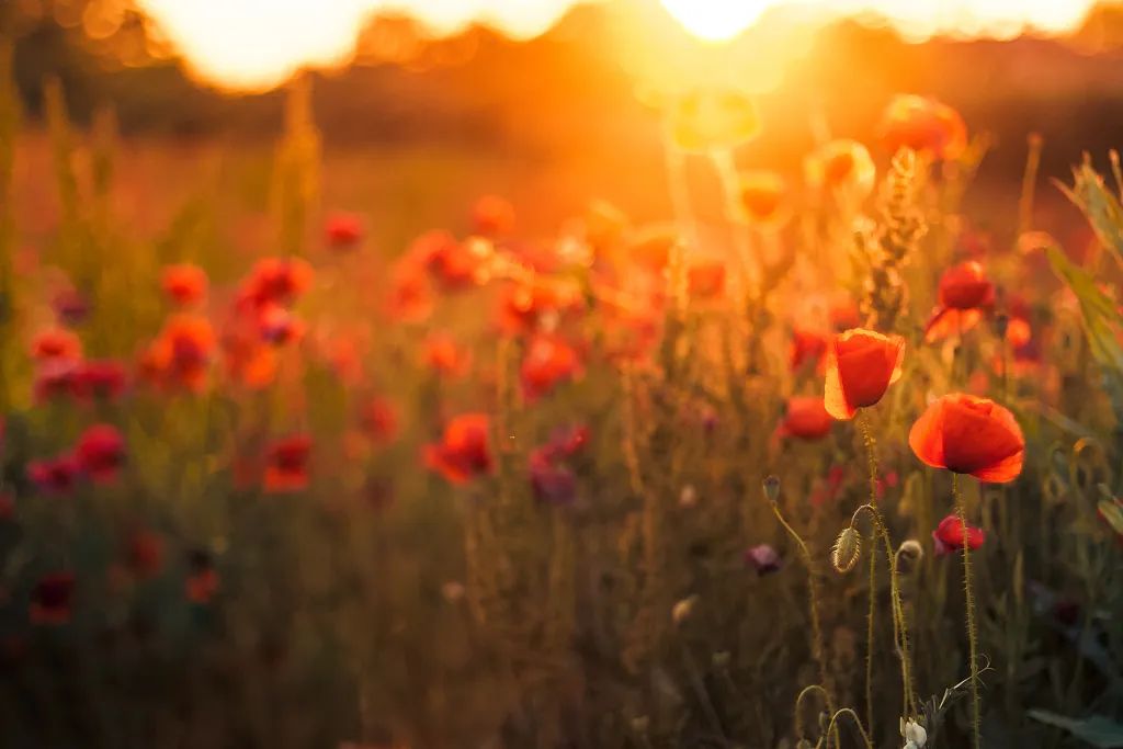 刘丰老师讲不懂得珍惜,刘丰老师身心疗愈