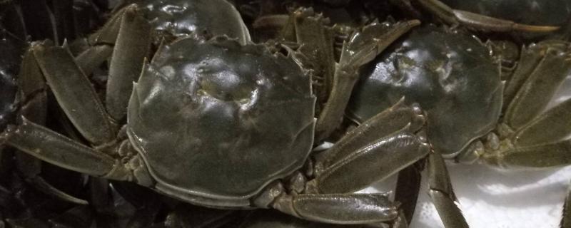 大闸蟹放在急冻室里会被冻死吗,大闸蟹冻死了还能吃吗