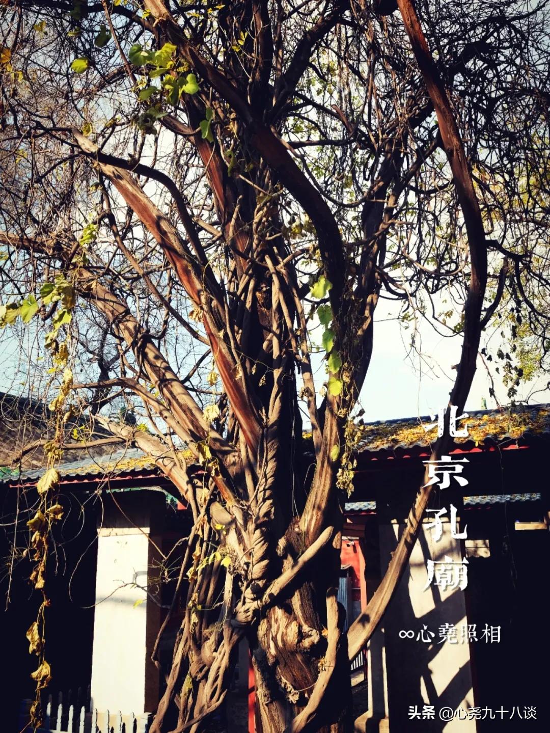 北京孔庙游览攻略,孔庙历经了700多年的历史文化积淀