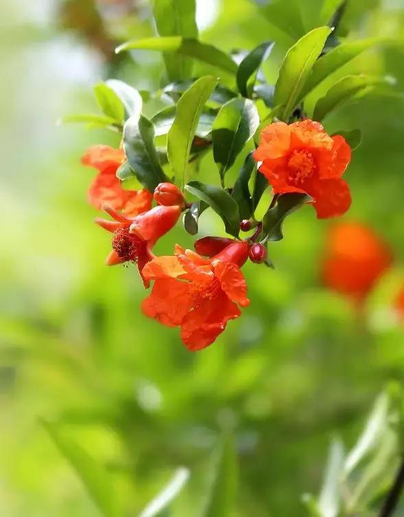 五月榴花照眼明是谁写的,五月榴花照眼明下一句