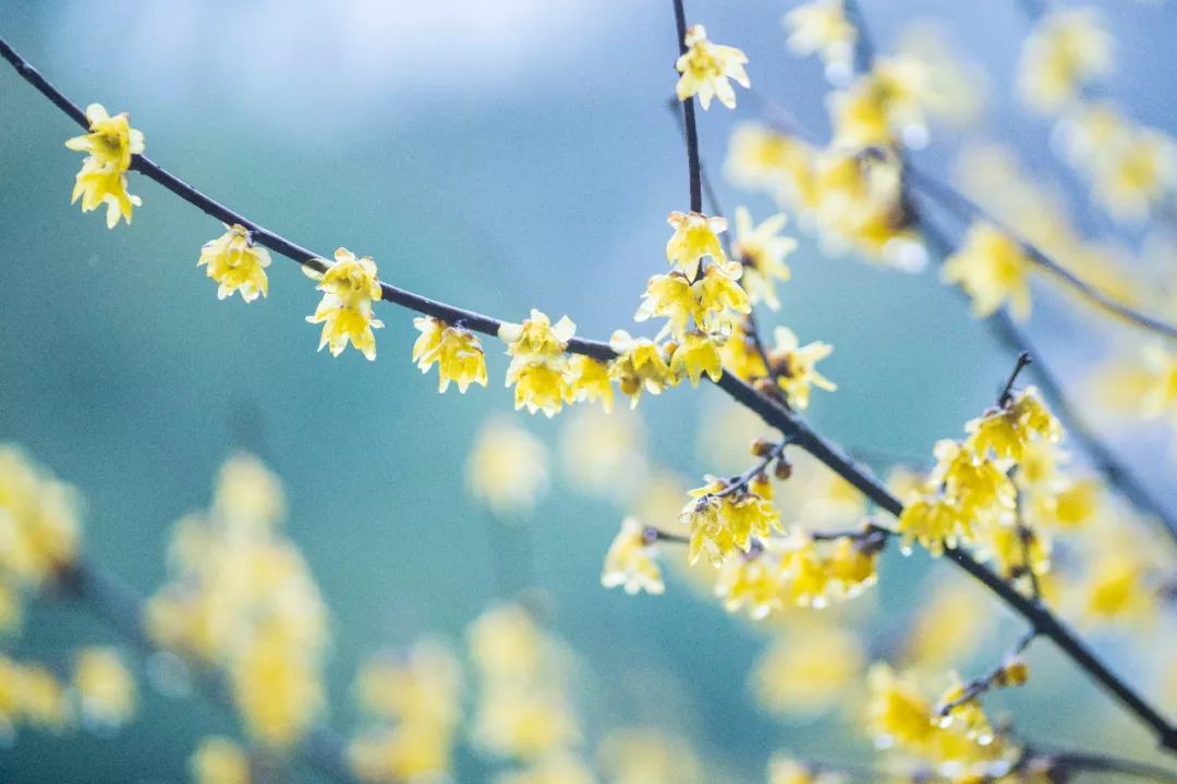 江南三大梅园,杭州江南三大梅花