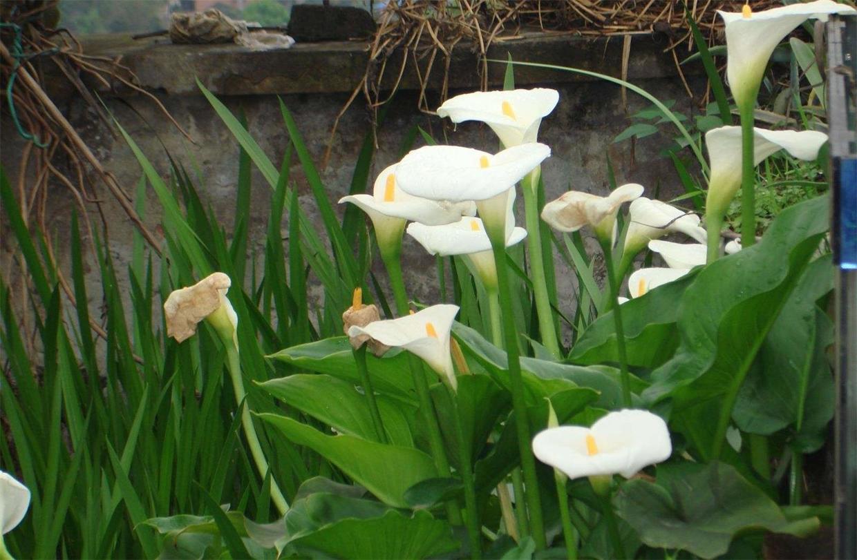 叶子像马蹄的植物马蹄莲,马蹄莲花开完花后怎么养
