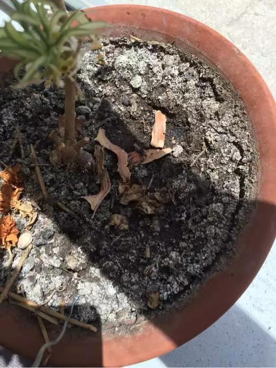 换盆黄叶掉叶,黄叶换盆最佳时间