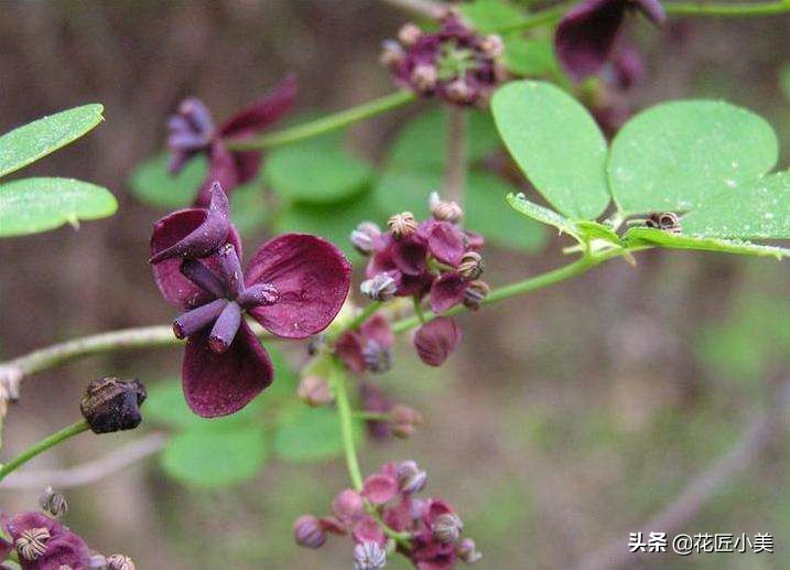 爬藤植物100种,5种爬藤花适合在院子里种植