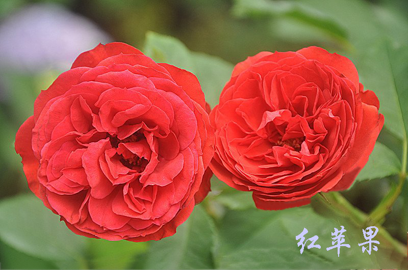 大兴月季园的月季有多少种,北京最大的月季基地在哪