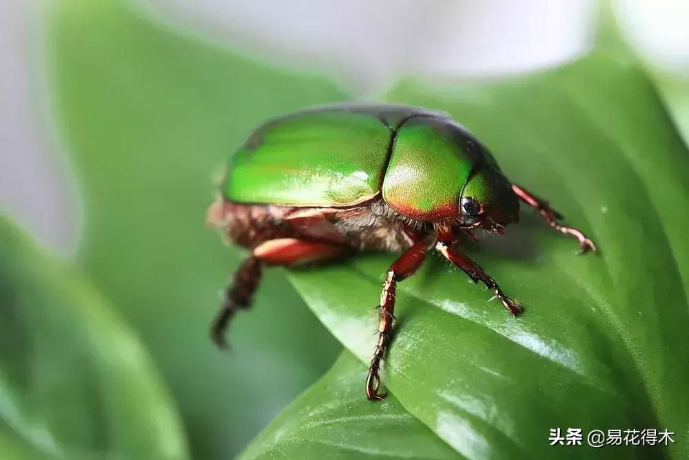 盆栽飞虫怎么杀,盆栽小黑飞虫怎么治