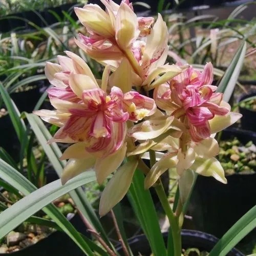 值钱的兰花和不值钱的兰花的区别,最贵的兰花价格多少钱一苗