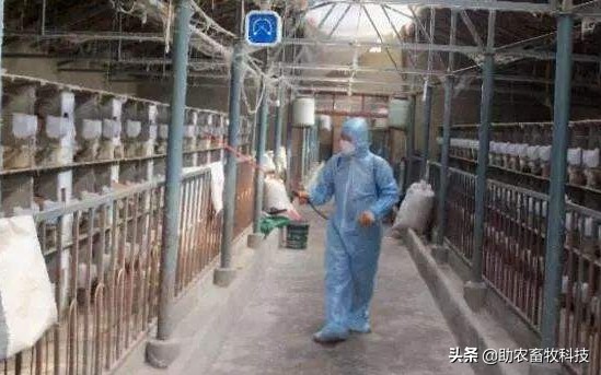 养兔杀菌除臭,微生物除臭技术