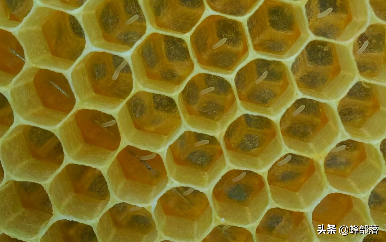 蜜蜂很凶换蜂王能解决吗,蜜蜂换蜂王最佳方法