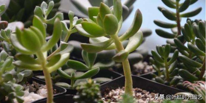 多肉老桩大科普,贱卖老桩可以买?性价比大揭秘!