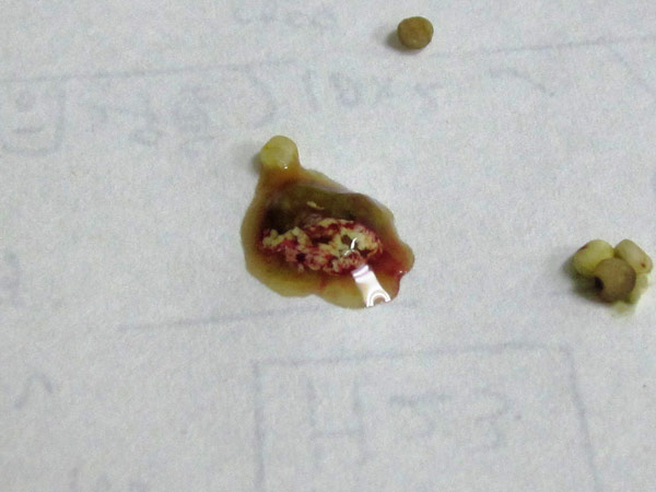 虎皮鹦鹉难产什么症状,虎皮鹦鹉死前的症状