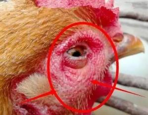 鸡头肿大睁不开眼是什么病,鸡头眼肿发黑是什么病